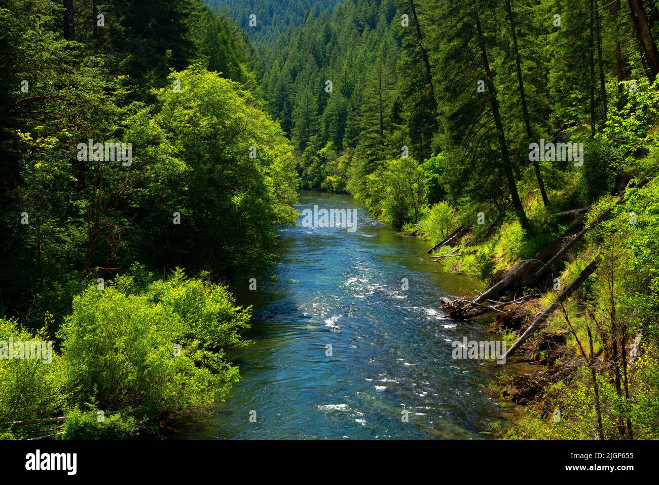 North Fork of the Middle Fork Willamette Wild and Scenic River, Willamette National Forest, Aufderheide National Scenic Byway, Oregon Stockfoto