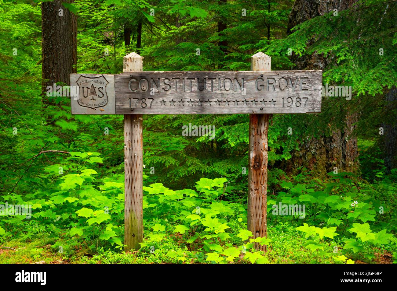 Wegweiser entlang des Constitution Grove Trail, North Fork of the Middle Fork Willamette Wild and Scenic River, Willamette National Forest, Aufderheide Stockfoto