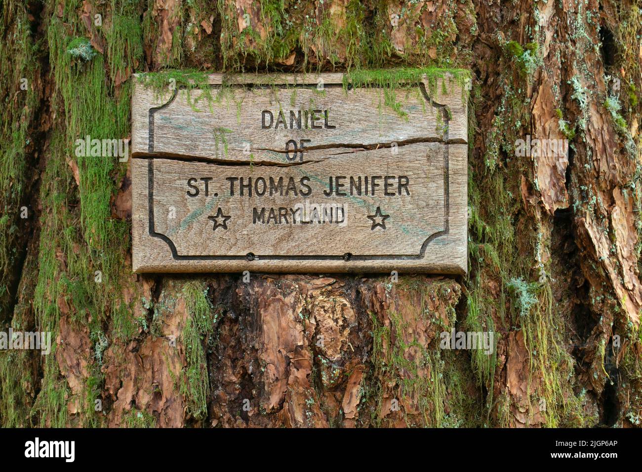 Signer-Markierung entlang des Constitution Grove Trail, North Fork of the Middle Fork Willamette Wild and Scenic River, Willamette National Forest, Aufderheide Stockfoto