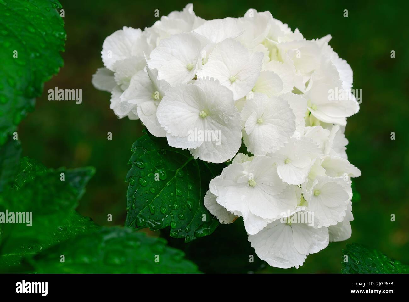 Weiße Hortensien, Hortensia macrophylla blühen zwischen nassen Blättern mit Wassertropfen nach Regen, Nahaufnahme. Hintergrundbild. Ziergarten Slowakei. Stockfoto