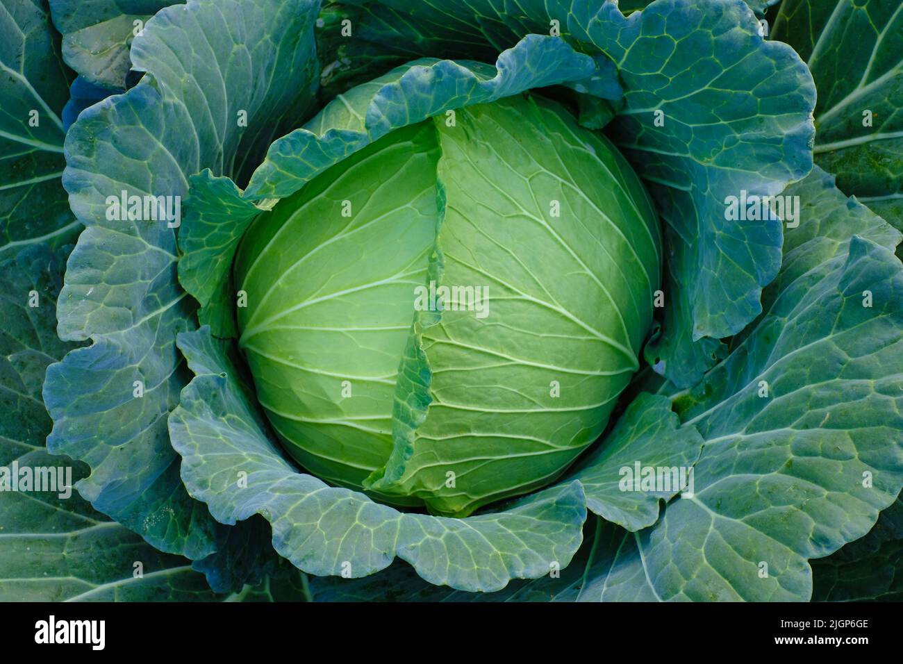 Nahaufnahme grünen frischen Kohl reifen Köpfe wachsen in der Farm Field Stockfoto