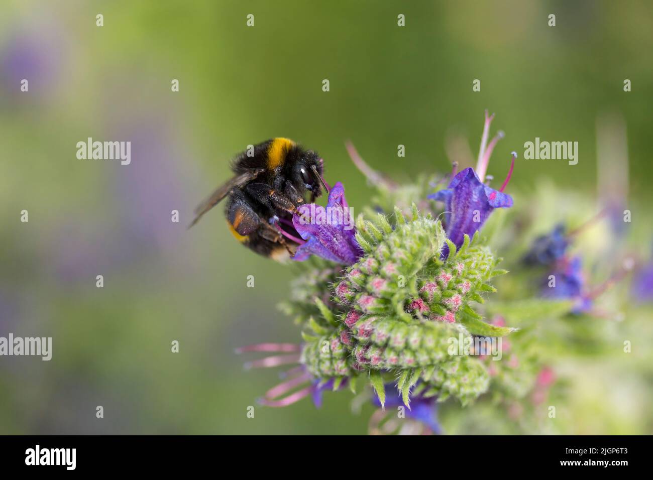 Buff tailed Hummel (bombus terrestris) Spitze des Abdomens Buff breiten buffish gelbes Band vor dem Thorax und auf dem Bauch. Fütterung auf lila Blüten Stockfoto