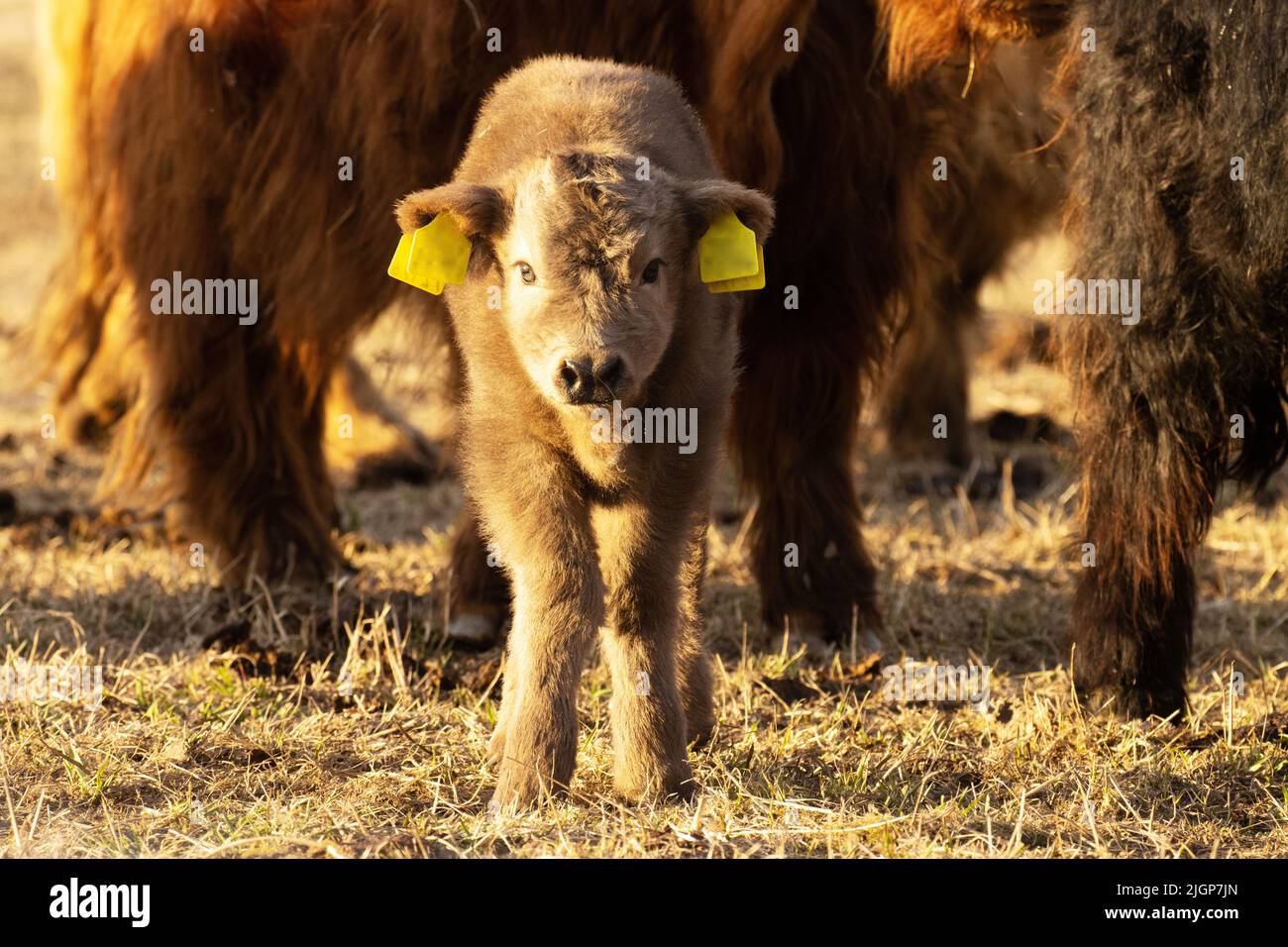Ein kleines Higland-Rinderkalb an einem Frühlingsabend in Estland, Nordeuropa Stockfoto