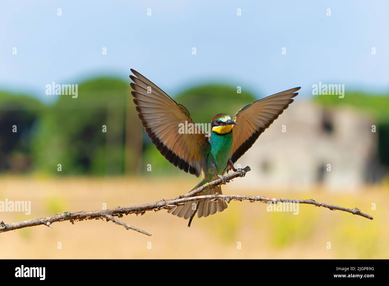 Merops apiaster Stockfoto