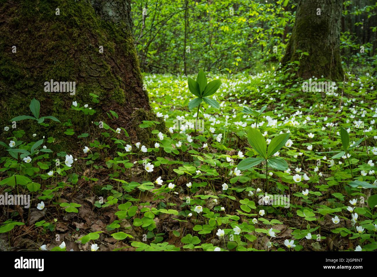 Blühender gemeiner Holzsorrel und frischer Herb Paris auf dem Waldboden in Estland Stockfoto