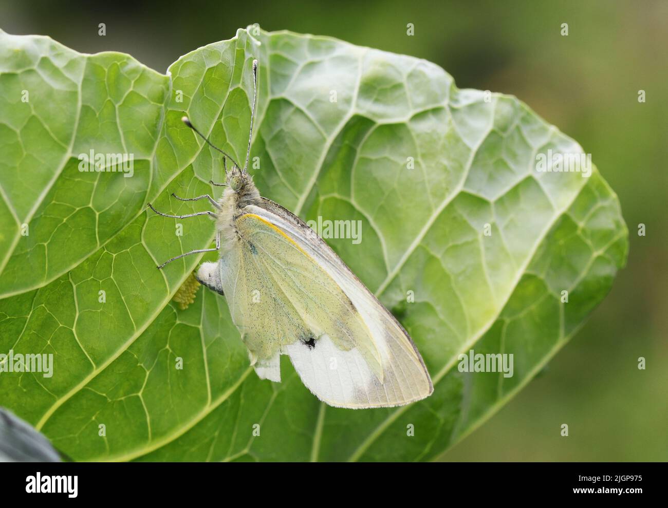 Kohl Weißer Schmetterling Eier auf Kohl legen. Stockfoto
