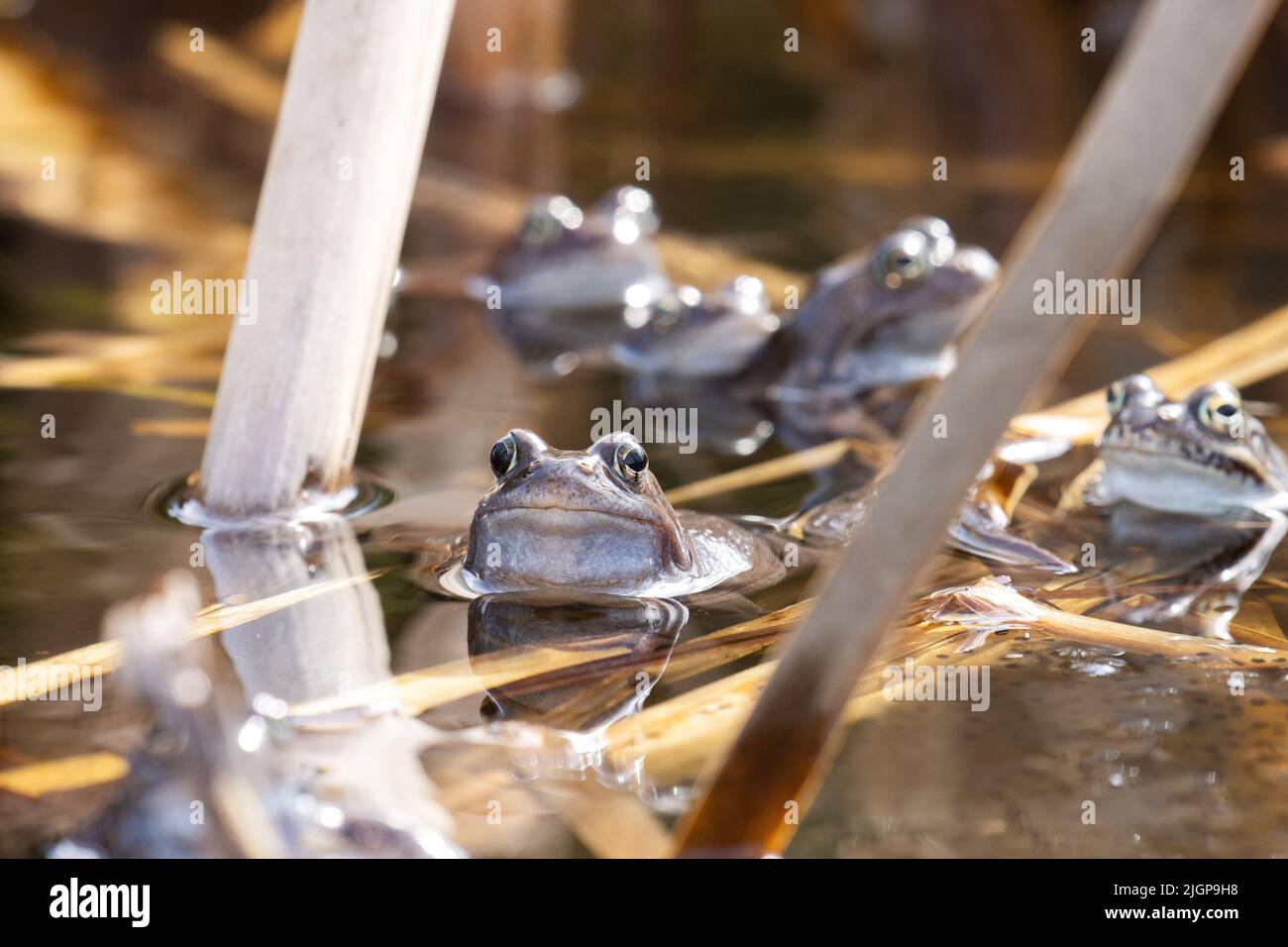 Europäischer Gemeiner Frosch im Wasser während der Laichzeit im Frühling Stockfoto