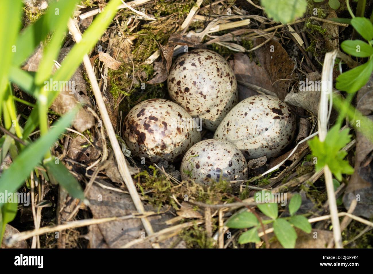 Vier gewöhnliche Sandpiper, Actitis hypoleucos Eier in einem Nest Stockfoto