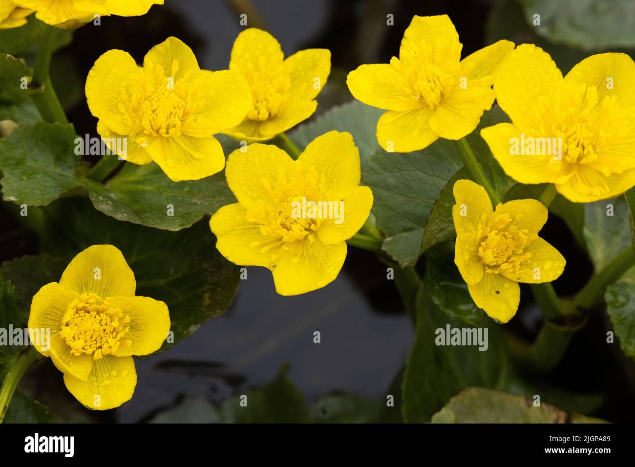 Blühende Marigold an einem Frühlingstag in Estland, Nordeuropa Stockfoto
