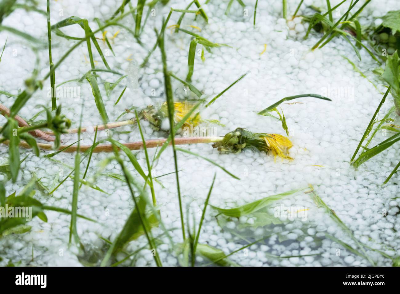 Gras und Pflanzen, die nach einem Hagelsturm in Europa mit Eis bedeckt waren Stockfoto