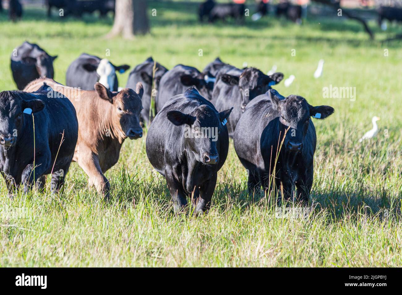 Gruppe von Zuchtrüden Angus-Bullen, die auf kniehohen, üppigen Weiden zur Kamera gehen. Stockfoto