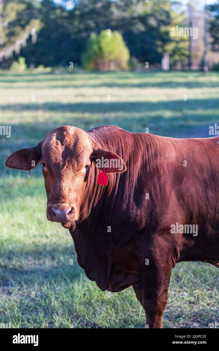 Porträt eines Salers-Stiers auf einer Sommerweide mit negativem Raum. Stockfoto
