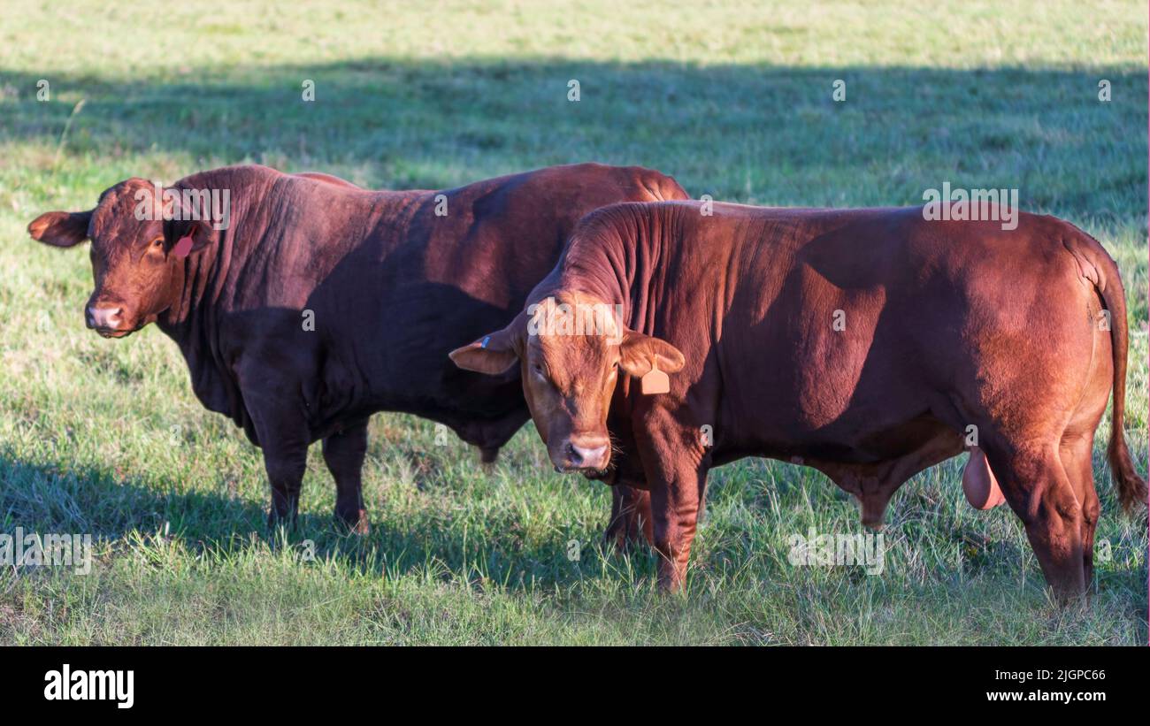 Zwei reife Salers-Bullen auf einer Sommerweide, bevor es zur Brutsaison geht. Stockfoto