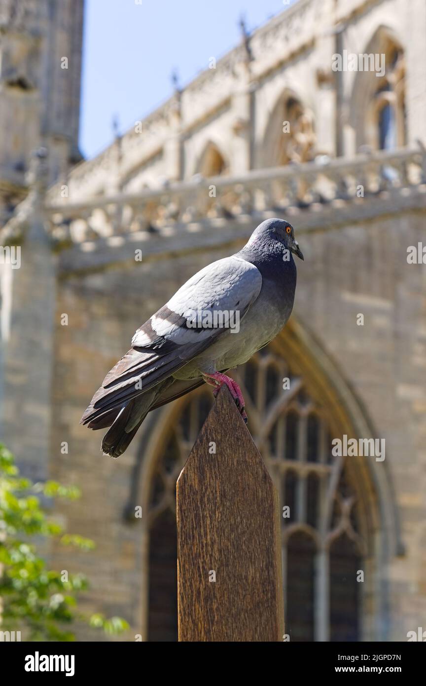 Eine städtische Taube in der Nähe der stumpigen Kirche im Hintergrund weich fokussiert thront Stockfoto