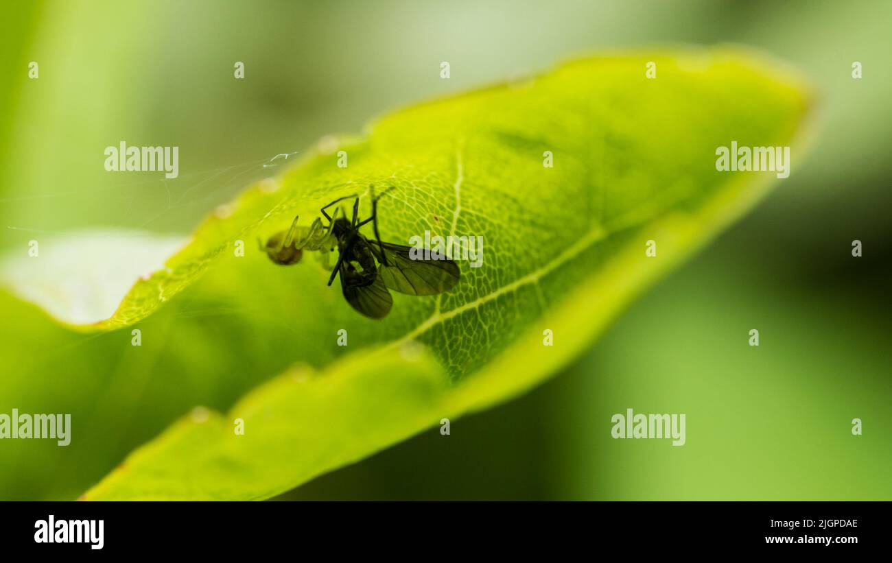 Eine Makroaufnahme einer Fliege, die in einem Spinnennetz gefangen ist. Stockfoto