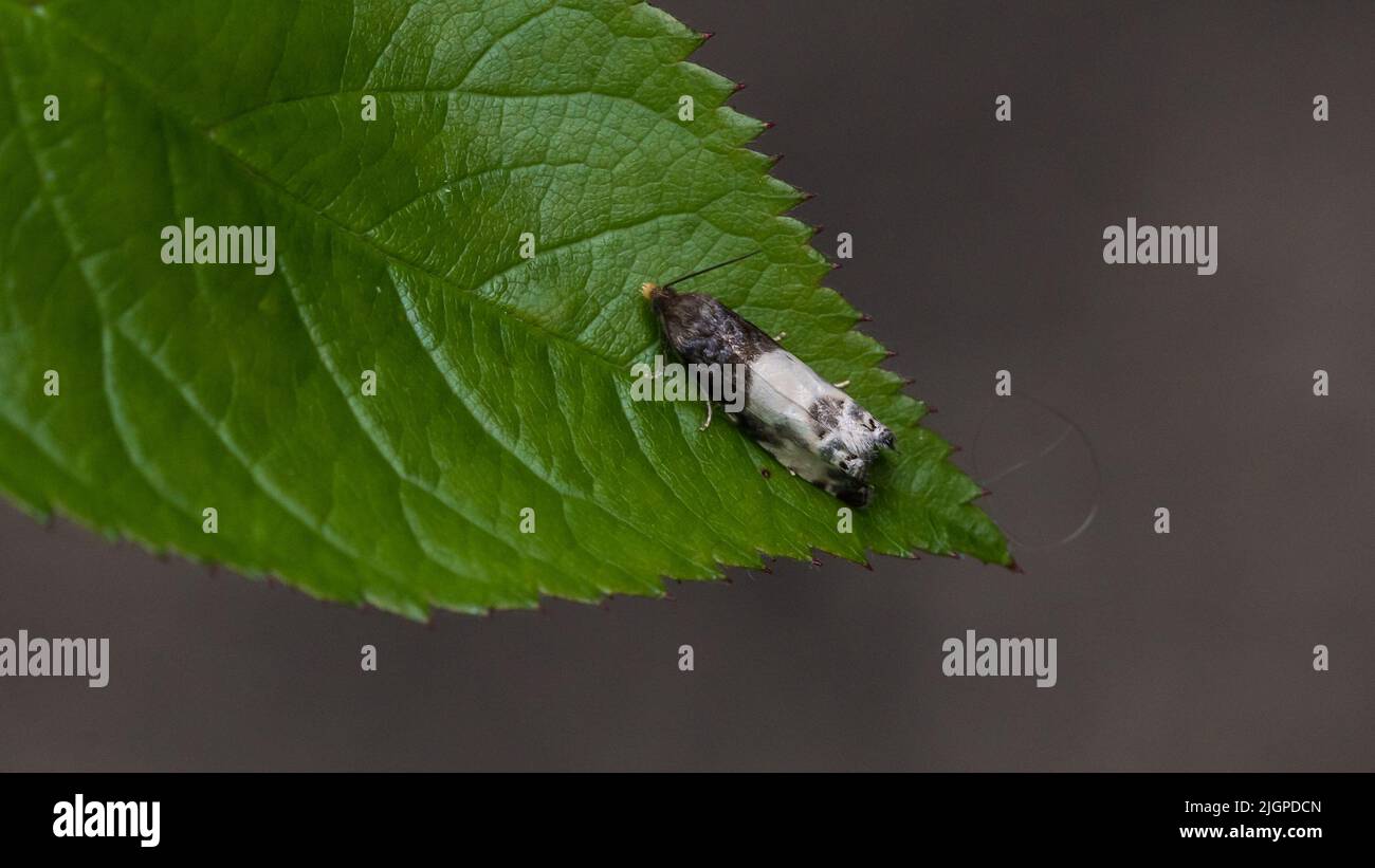 Eine Makroaufnahme einer Mikromotte, die auf einem grünen Blatt ruht. Stockfoto