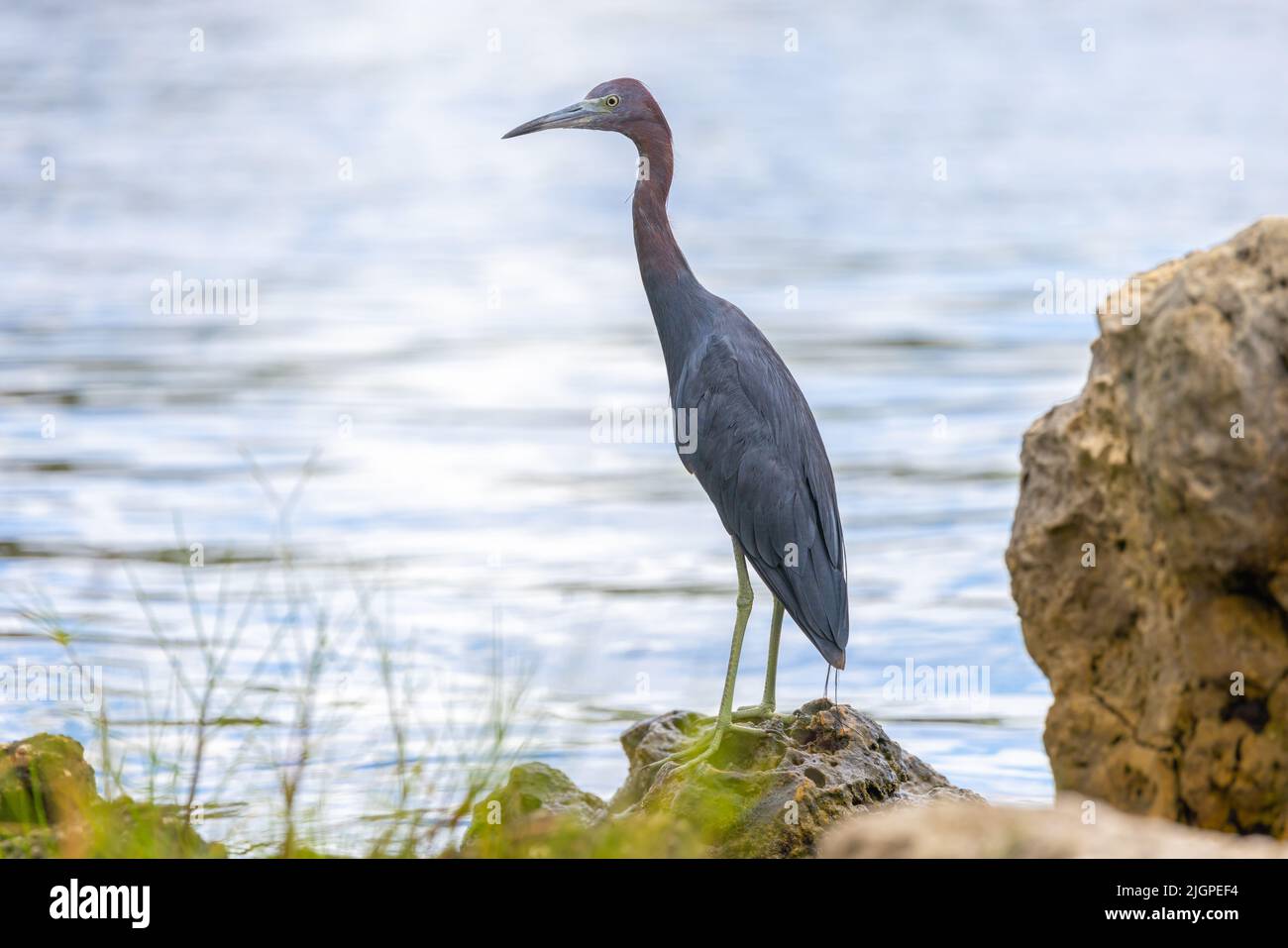 Kleiner Blaureiher (egretta caerulea), der auf einem Felsen an einem Flussufer steht. Stockfoto