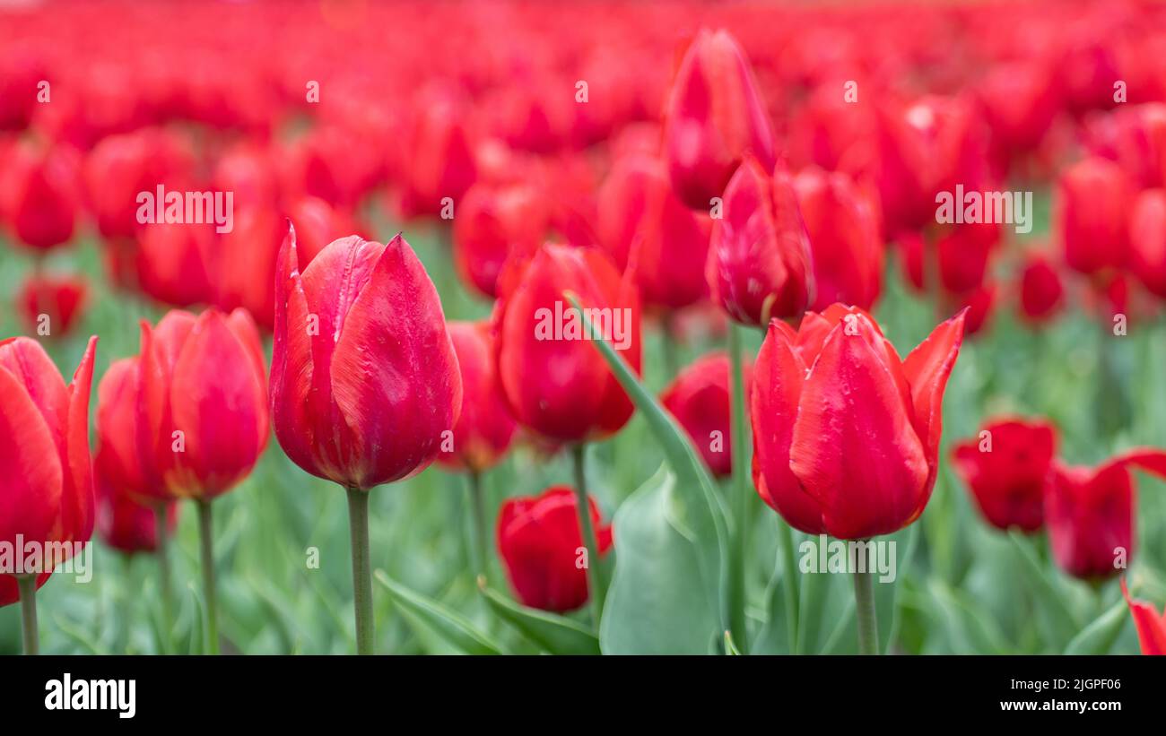 Rote Tulpen mit grünen Blättern Feld Nahaufnahme, Frühlingsblüte mit verschwommenem Hintergrund. Romantisches frisches botanisches Wiesenbelaub Stockfoto