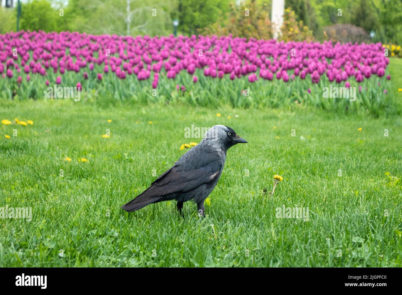 Schwarzer junger Krähenvögel, der auf grünem Gras mit lila Tulpen im Hintergrund läuft. Vogelbeobachtung im Stadtpark Stockfoto