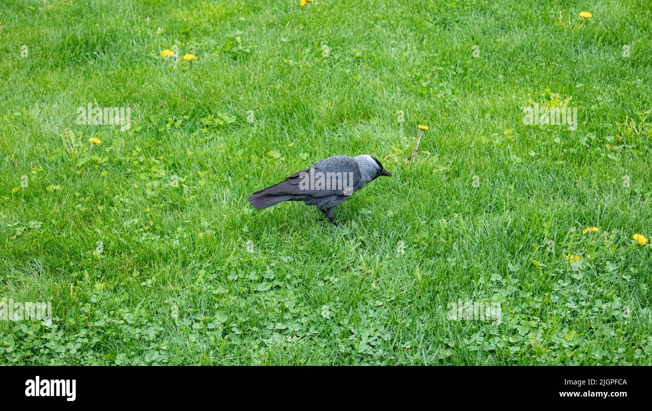 Schwarzer junger Krähenvögel, der auf grünem Gras auf dem Frühlingsrasen läuft. Vogelbeobachtung in der Natur Stockfoto