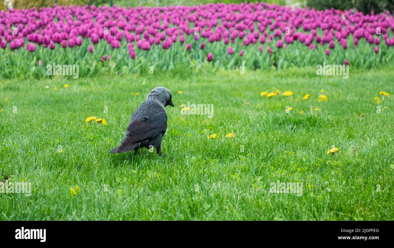 Schwarzer junger Krähenvögel, der auf grünem Gras mit bunten Blumen im Hintergrund läuft. Vogelbeobachtung im Stadtpark Stockfoto