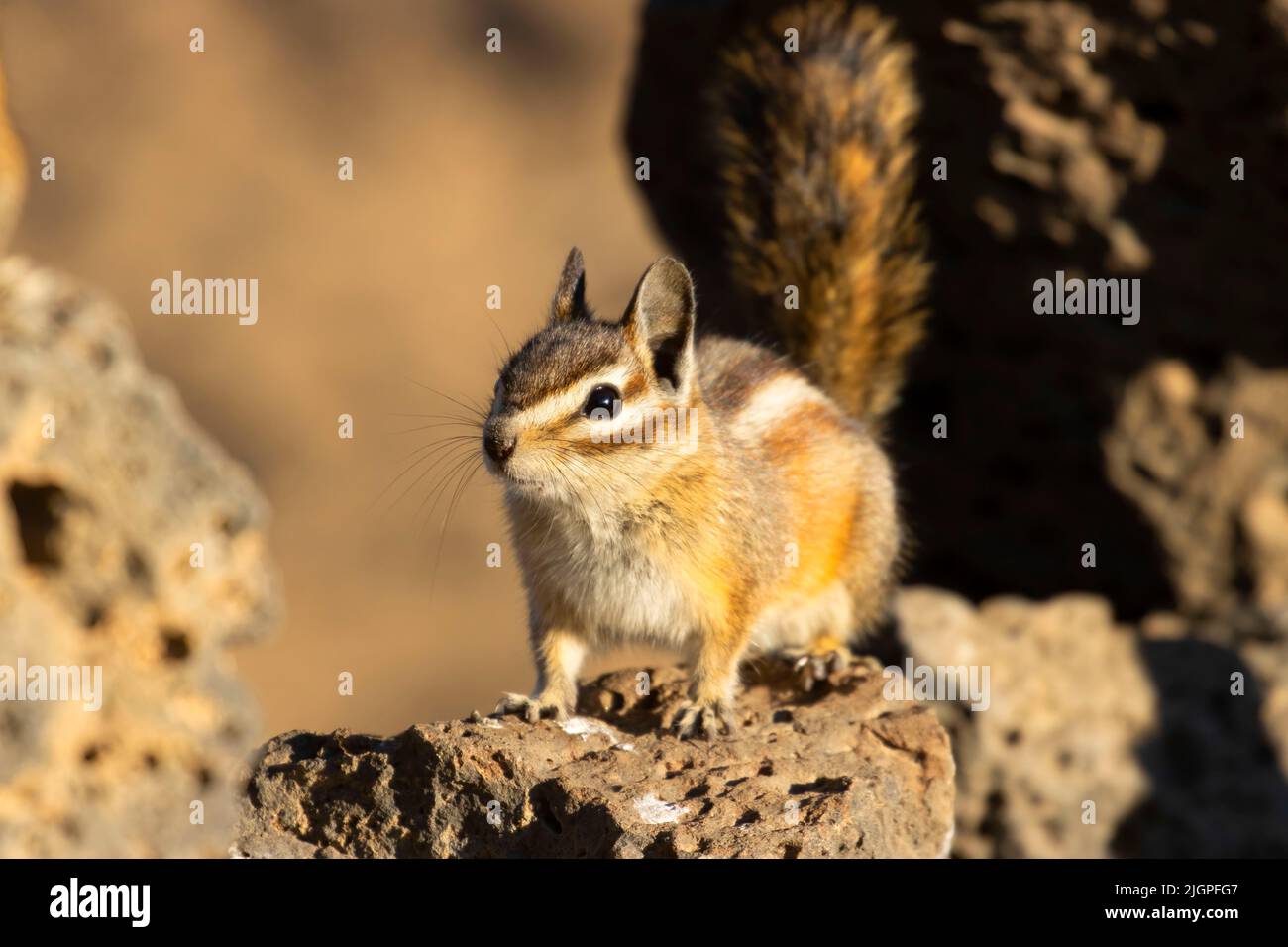 Chipmunk, Hütte See Blick Blind, Deschutes National Forest, Oregon Stockfoto