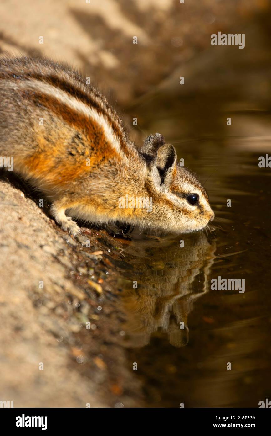 Chipmunk, Hütte See Blick Blind, Deschutes National Forest, Oregon Stockfoto