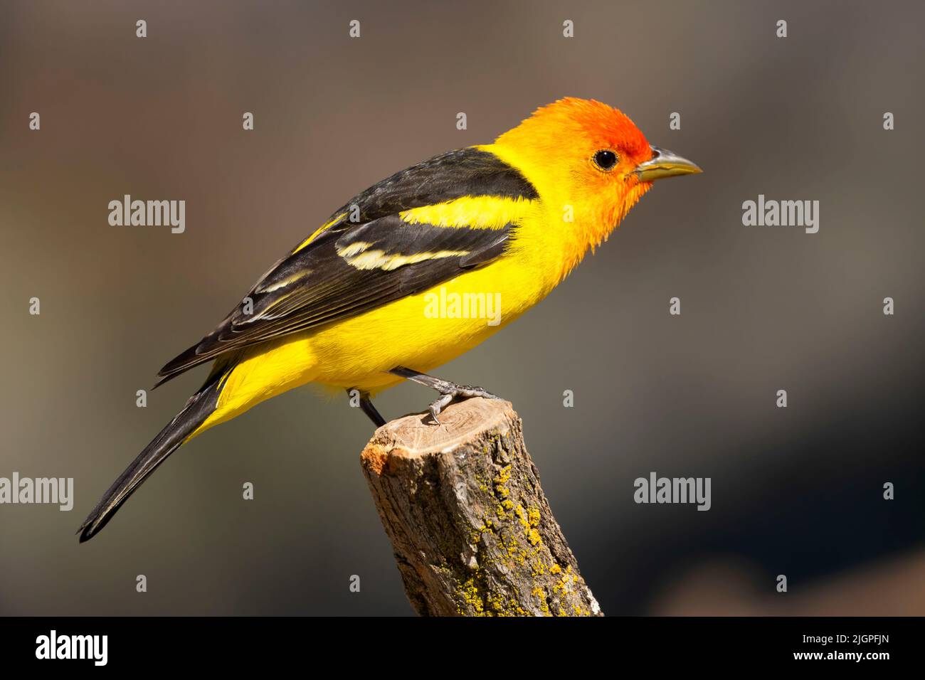 WESTERN Tanager (Piranga ludoviciana), Cabin Lake Viewing Blind, Deschutes National Forest, Oregon Stockfoto