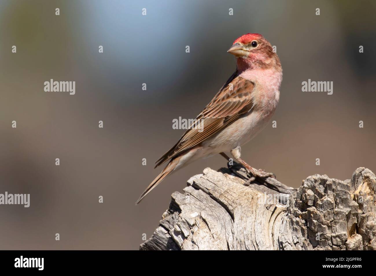 Cassin's Finch (Haemorhous cassinii), Cabin Lake Viewing Blind, Deschutes National Forest, Oregon Stockfoto