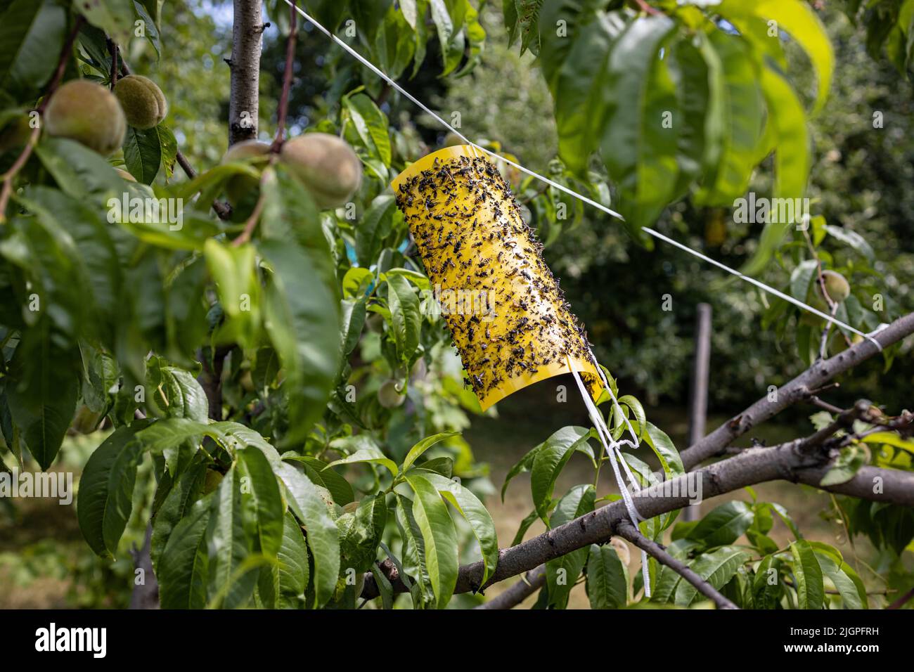 Gelbe klebende Insektenfalle im Garten Stockfoto