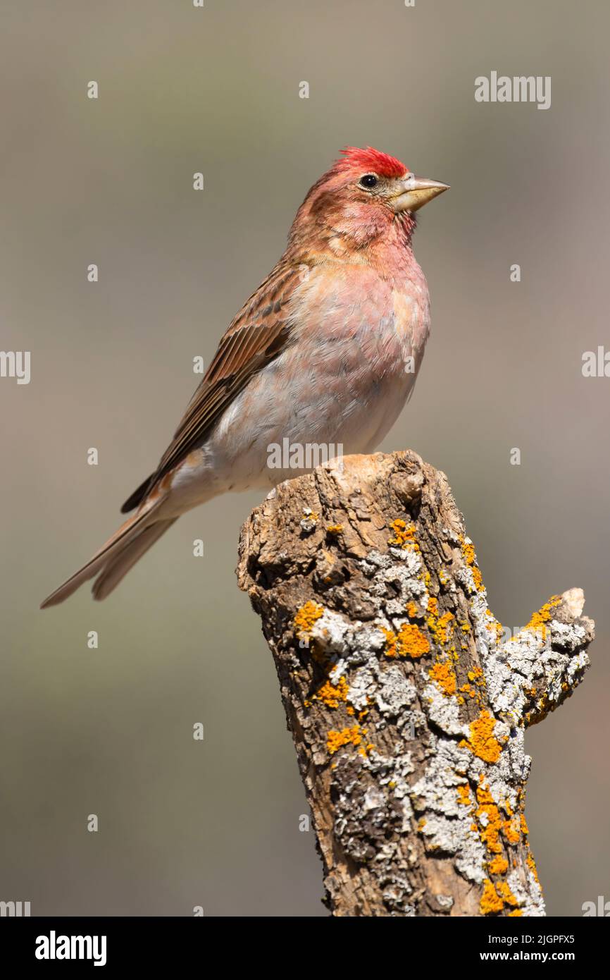 Cassin's Finch (Haemorhous cassinii), Cabin Lake Viewing Blind, Deschutes National Forest, Oregon Stockfoto