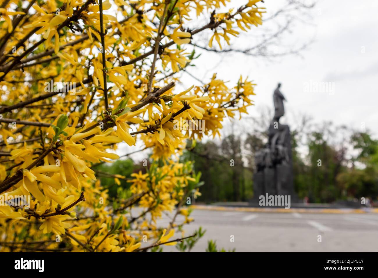 Forsythia, Yellow Bells Bush blüht in der Nähe des verschwommenen Taras Schewtschenko-Denkmals im Kharkiv-Stadtpark. Frühling gelbe Blumen in Shevchenko Stadt gar Stockfoto