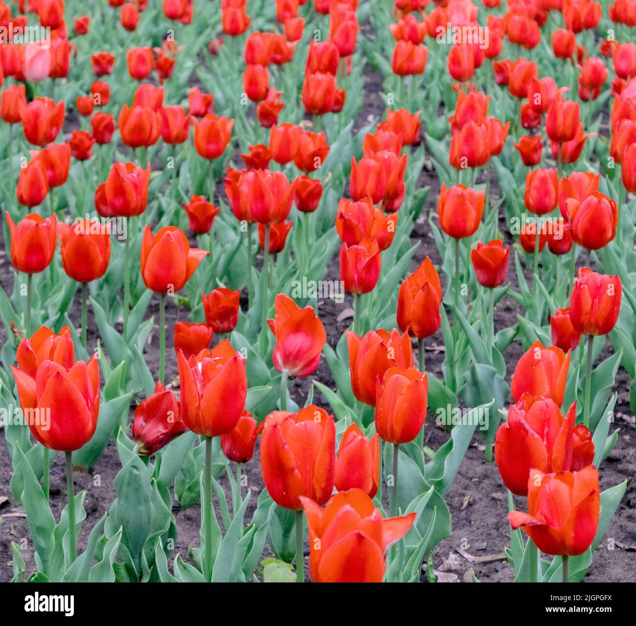 Korallenrote Tulpen mit grünen Blättern, Blumenfeld aus nächster Nähe, Frühlingsblüte. Botanisches Laub Stockfoto