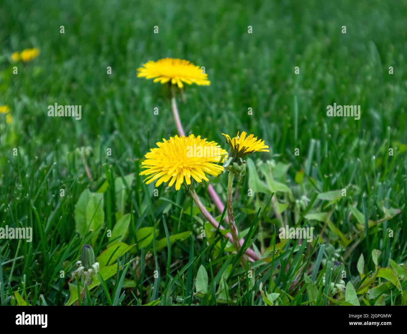 Schöne Blüten von gelben Elendsblüten, die im Sommer in der Natur auf einer grünen Wiese blühen, aus nächster Nähe. Weichfokus Stockfoto