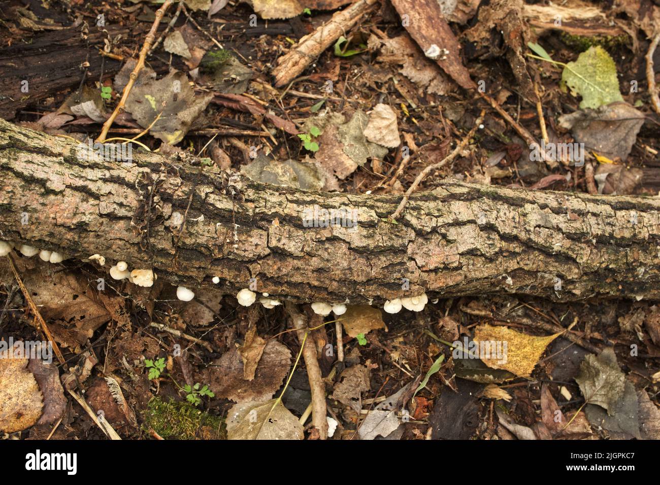 Viele Pilze auf einem toten Baum Stockfoto