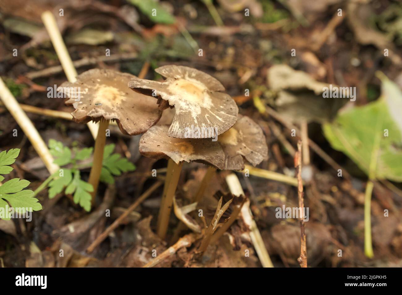 Psathyrella Pilze im Sommerwald Stockfoto