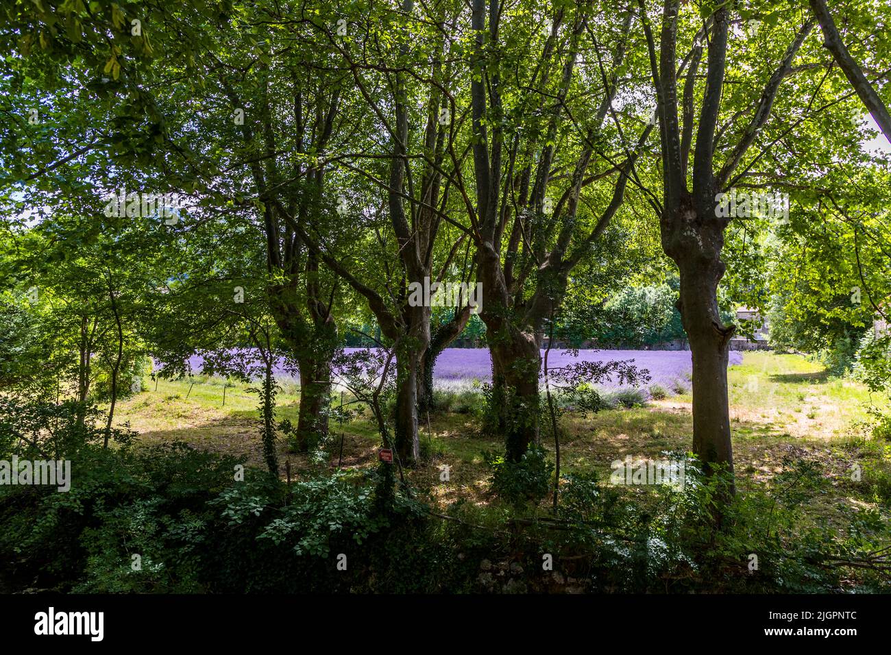 Breitblättriger lavendel Fotos und Bildmaterial in hoher Auflösung
