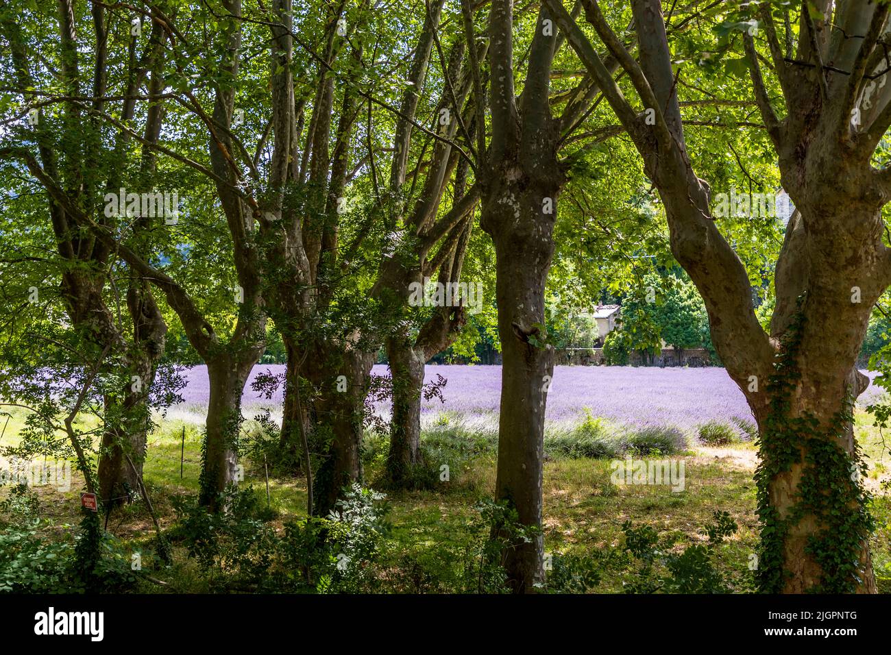 Lavendel Feld in Frankreich Stockfoto