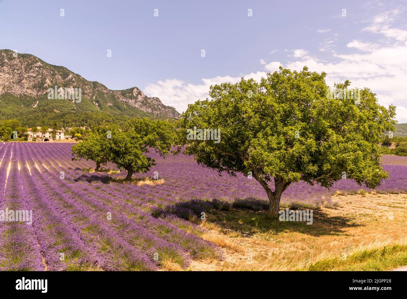 Lavendelfelder und Bäume. Im Tal des Drome treffen die Alpen auf die Provence. Auch hier wird Lavandin für die Industrie angebaut. Lavandin ist ein Hybrid-Lavendel aus einer Kreuzung zwischen dem Lavendel (Lavandula latifolia) und dem echten Lavendel (Lavandula angustifolia). Lavandin ist produktiver und verdrängt daher allmählich den wahren Lavendel aus dem Anbau Stockfoto