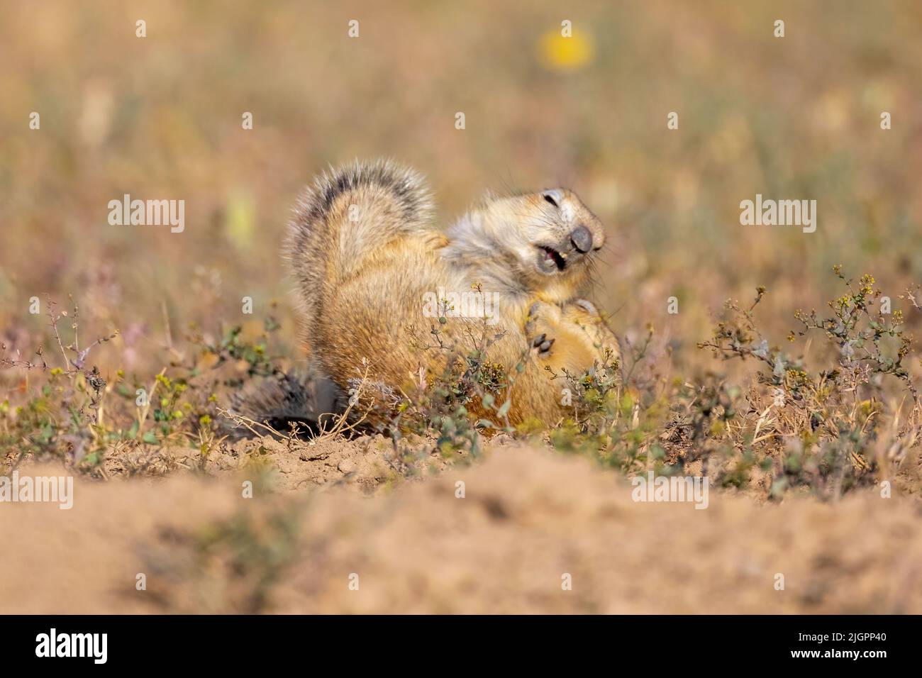 Die Eichhörnchen waren etwa 20 Zoll groß. ALBORZ, IRAN. DIESES EICHHÖRNCHEN sieht aus, als segne es seine Nagetiere wie ein gutgläubig Prediger. Zoll Stockfoto