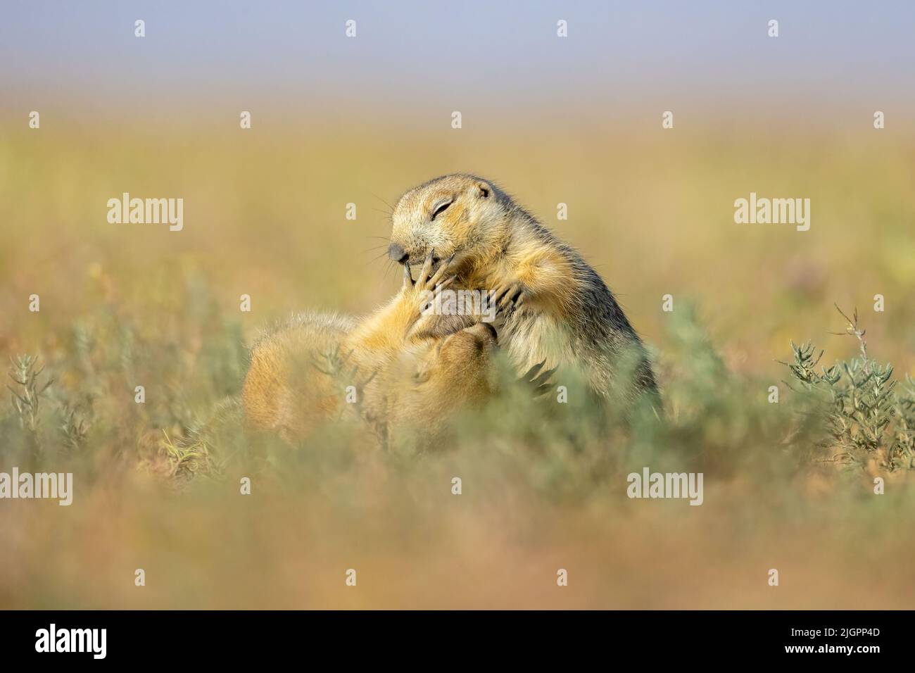 Die beiden Eichhörnchen kämpfen spielerisch. ALBORZ, IRAN. DIESES EICHHÖRNCHEN sieht aus, als segne es seine Nagetiere wie ein gutgläubig Prediger. In einem Bild Stockfoto