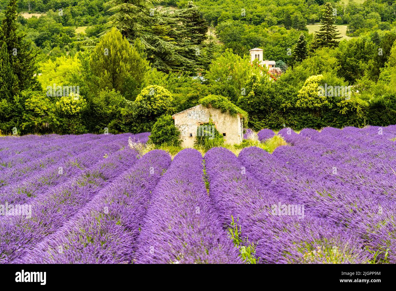 Lavendel Feld in Frankreich Stockfoto
