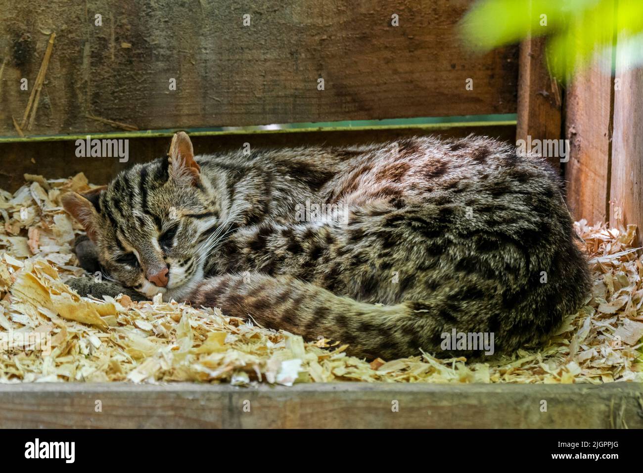 Bengalkatze (Prionailurus bengalensis bengalensis), die in Süd- und Ostasien beheimatet ist und im Zoo Parc des Félins, Frankreich, schläft Stockfoto