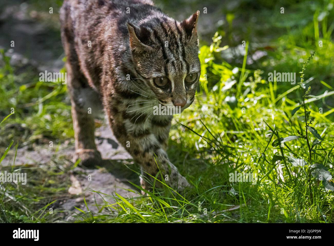 Bengale Leopardenkatze (Prionailurus bengalensis bengalensis) stammt aus Süd- und Ostasien, von Pakistan bis China und wahrscheinlich der Malaiischen Halbinsel Stockfoto