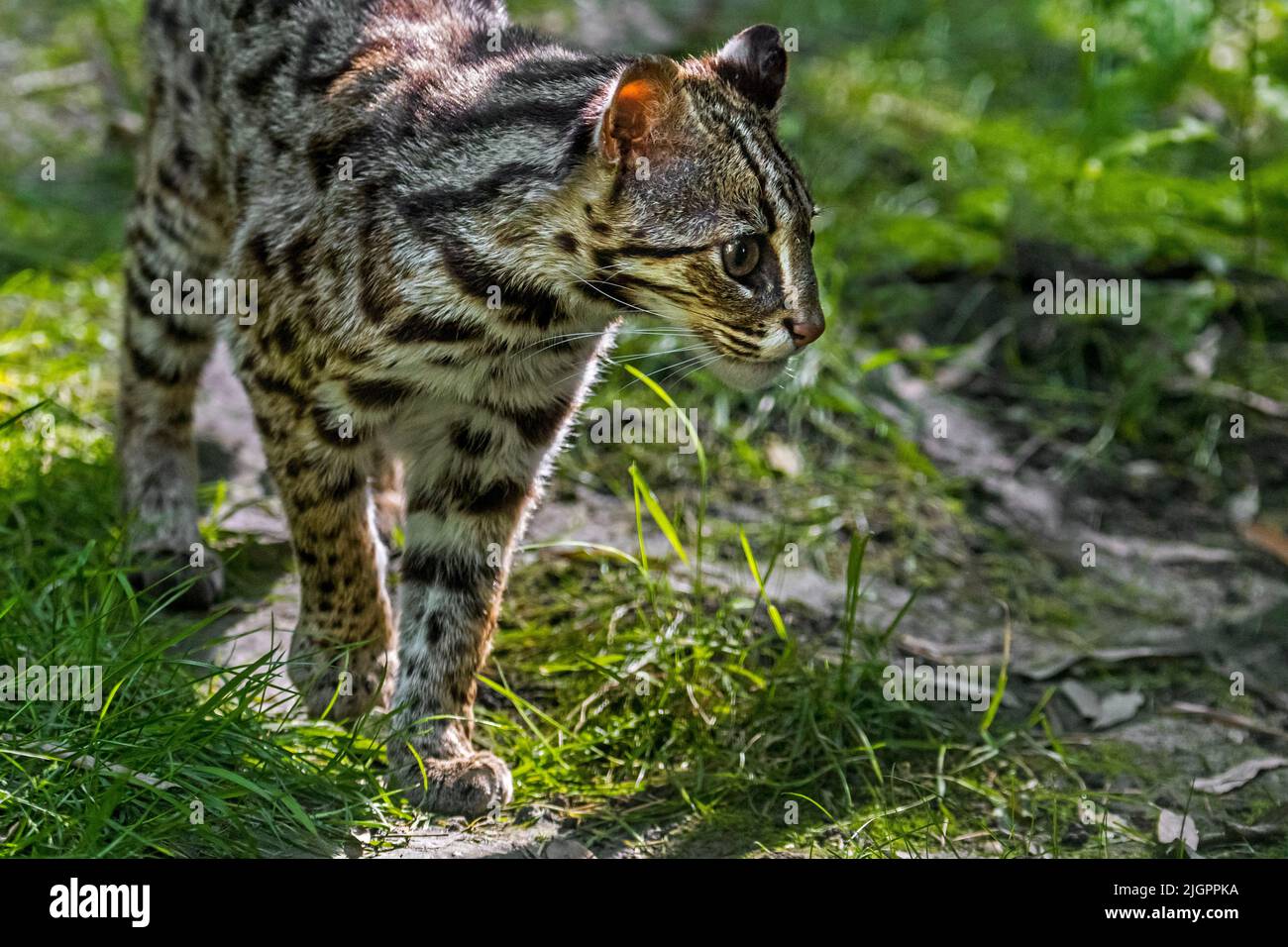 Bengale Leopardenkatze (Prionailurus bengalensis bengalensis) stammt aus Süd- und Ostasien, von Pakistan bis China und wahrscheinlich der Malaiischen Halbinsel Stockfoto