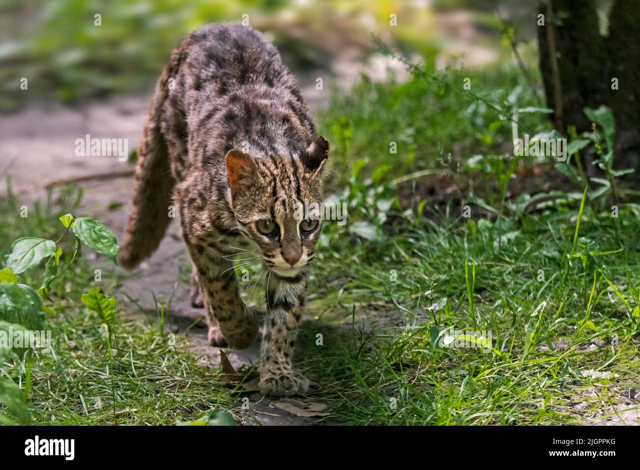 Bengale Leopardenkatze (Prionailurus bengalensis bengalensis) stammt aus Süd- und Ostasien, von Pakistan bis China und wahrscheinlich der Malaiischen Halbinsel Stockfoto