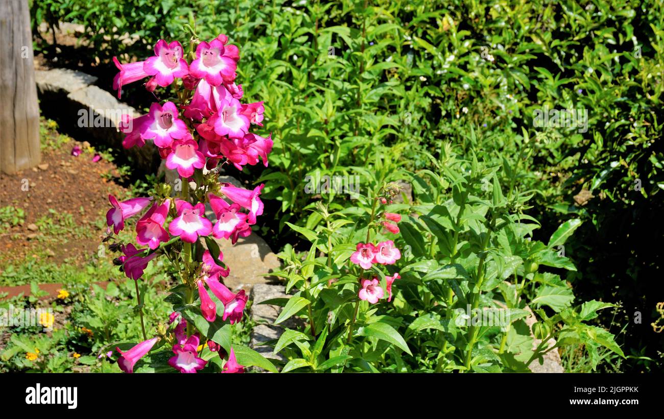 Nahaufnahme von schönen Blüten von Penstemon artwegii auch bekannt als Hartwegs bärdtongue. Stockfoto