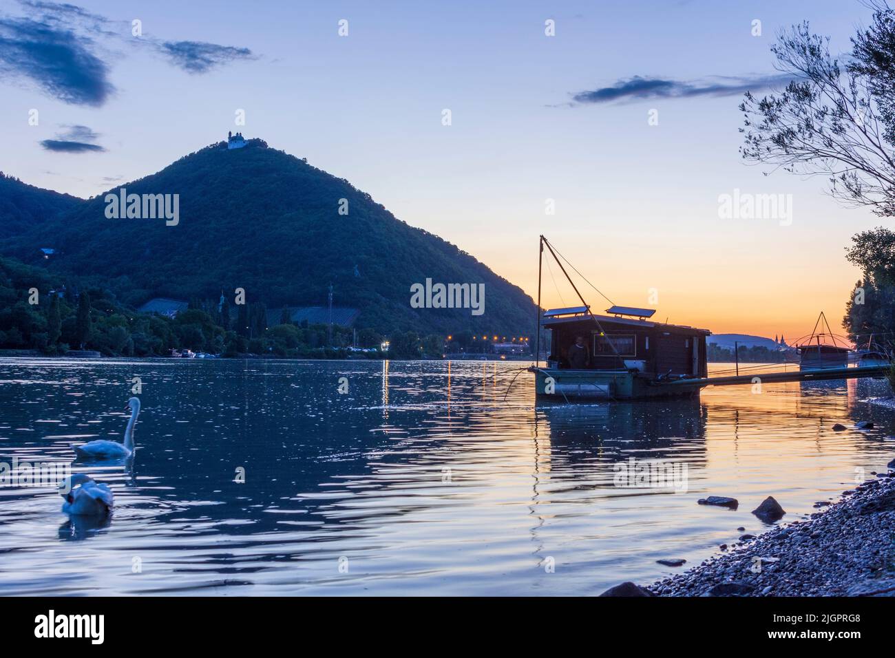 Wien, Wien: Sonnenuntergang an der Donau, Blick auf den Leopoldsberg (mit Kirche), Daubel-Boot mit Hebefischernetz, Stummen Schwan (Cygnus olo Stockfoto