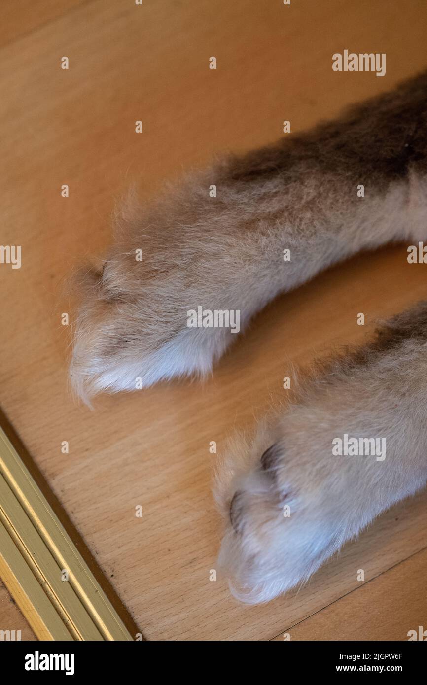 Foto der Pfoten eines finnischen Lapphund-Welpen in Innenräumen Stockfoto