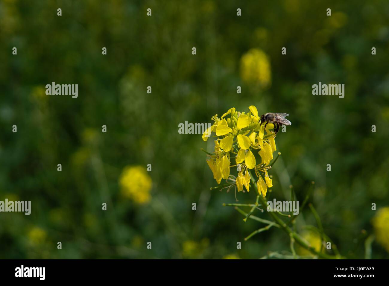 Die Honigbiene sitzt auf der gelben Blume, bestäubt sie und sammelt Nektar. Schöne Natur Sommer Hintergrund. Selektiver Fokus, unscharfer grüner Hintergrund. Tiere in freier Wildbahn. Stockfoto